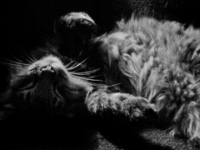 Hemes  The Cat20100518 0081